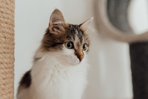 photo d'un chat norvégien