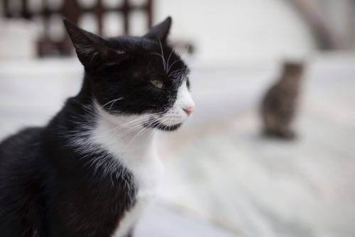 photo d'un chat noir et blanc