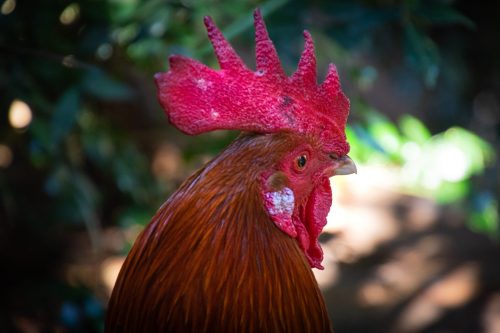photo de la tête d'un coq