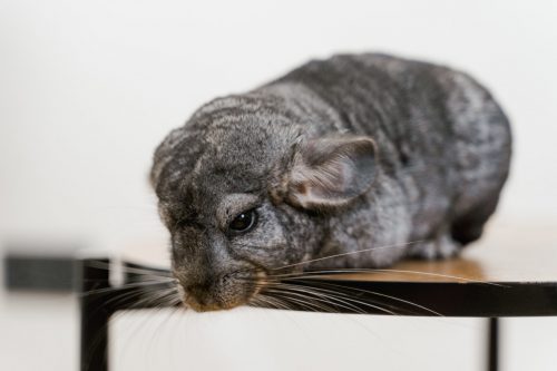 photo d'un chinchilla