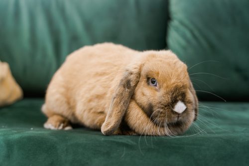 photo d'un lapin bélier châtain sur un canapé